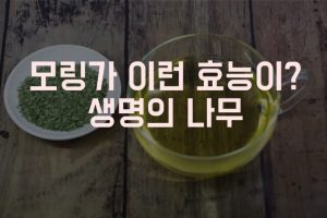 모링가 효능 썸네일
