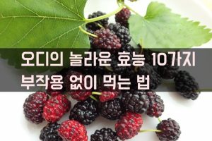 오디 효능 먹는법
