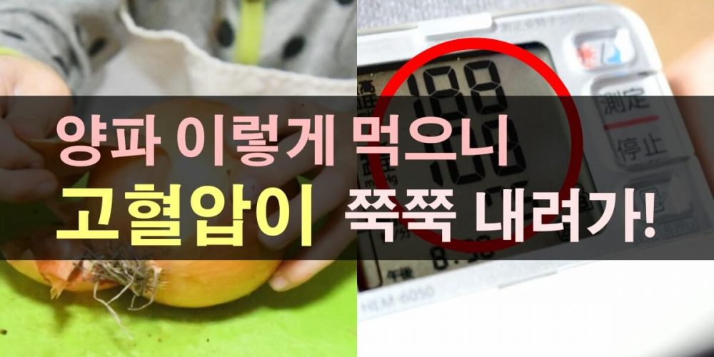 양파 효능
