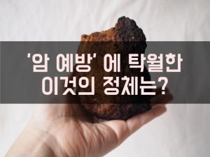 차가버섯 효능